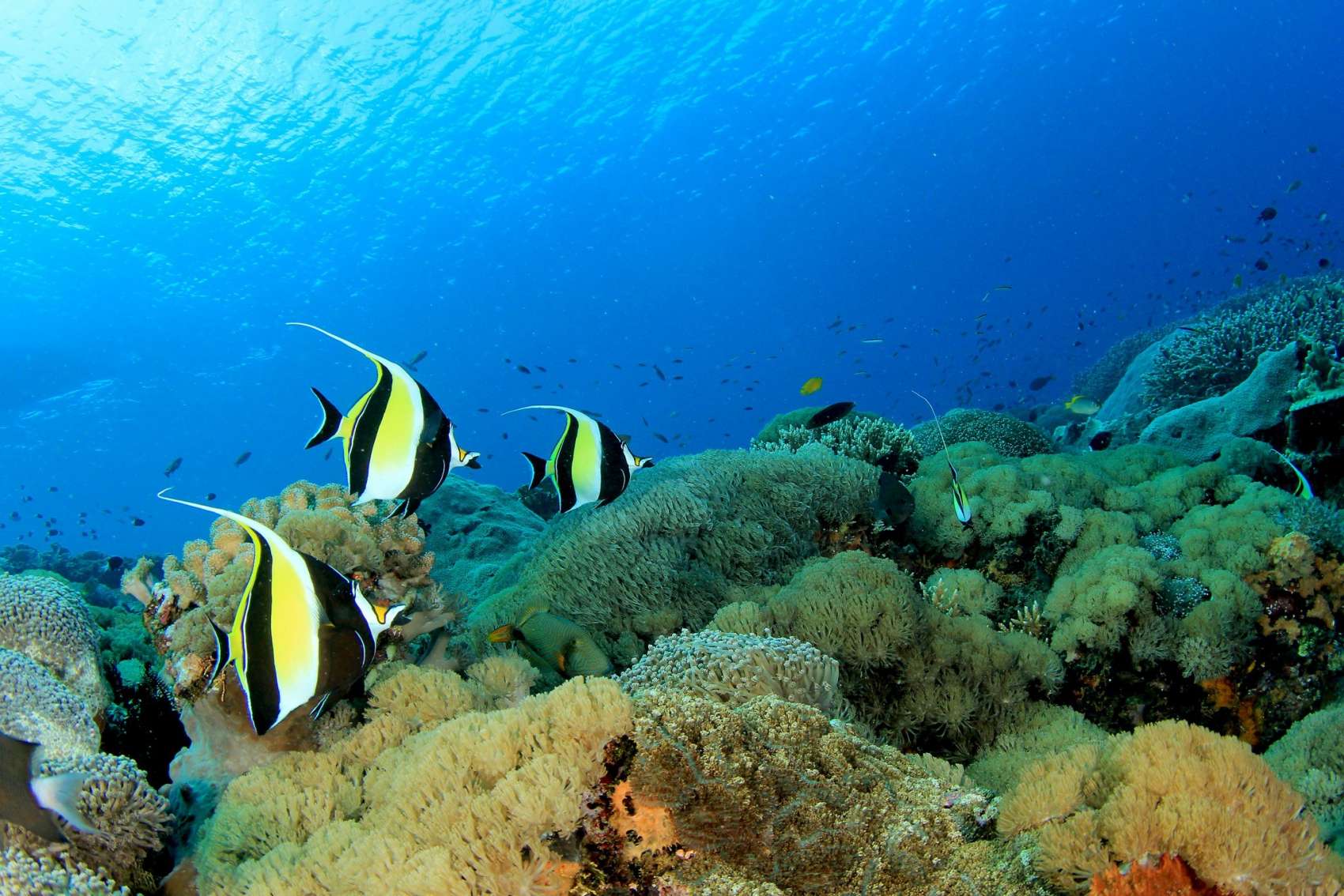 Great Barrier Reef Underwater Sea Fish