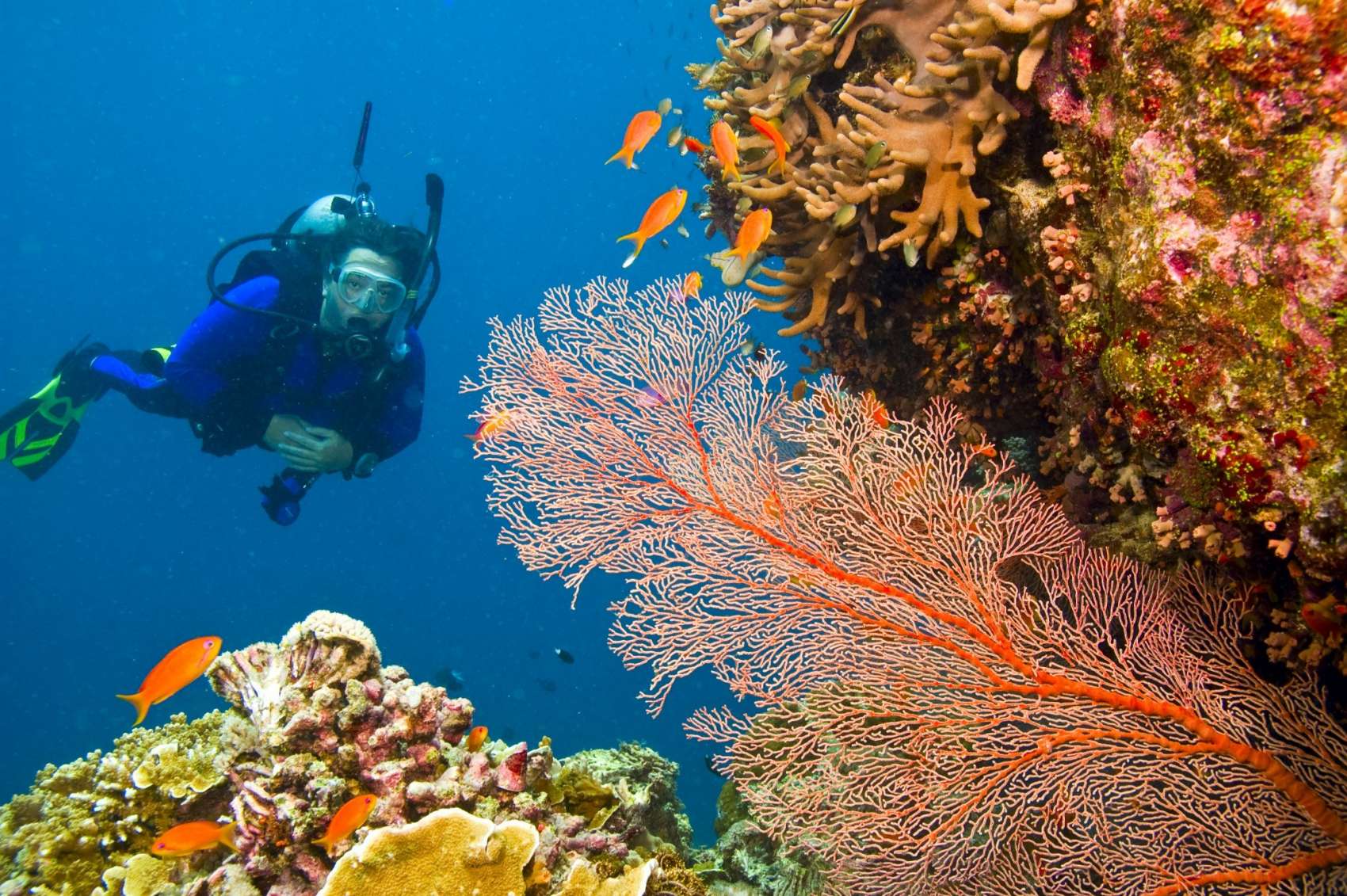 Great Barrier Reef - Scuba, Snorkel and swimming with dolphins
