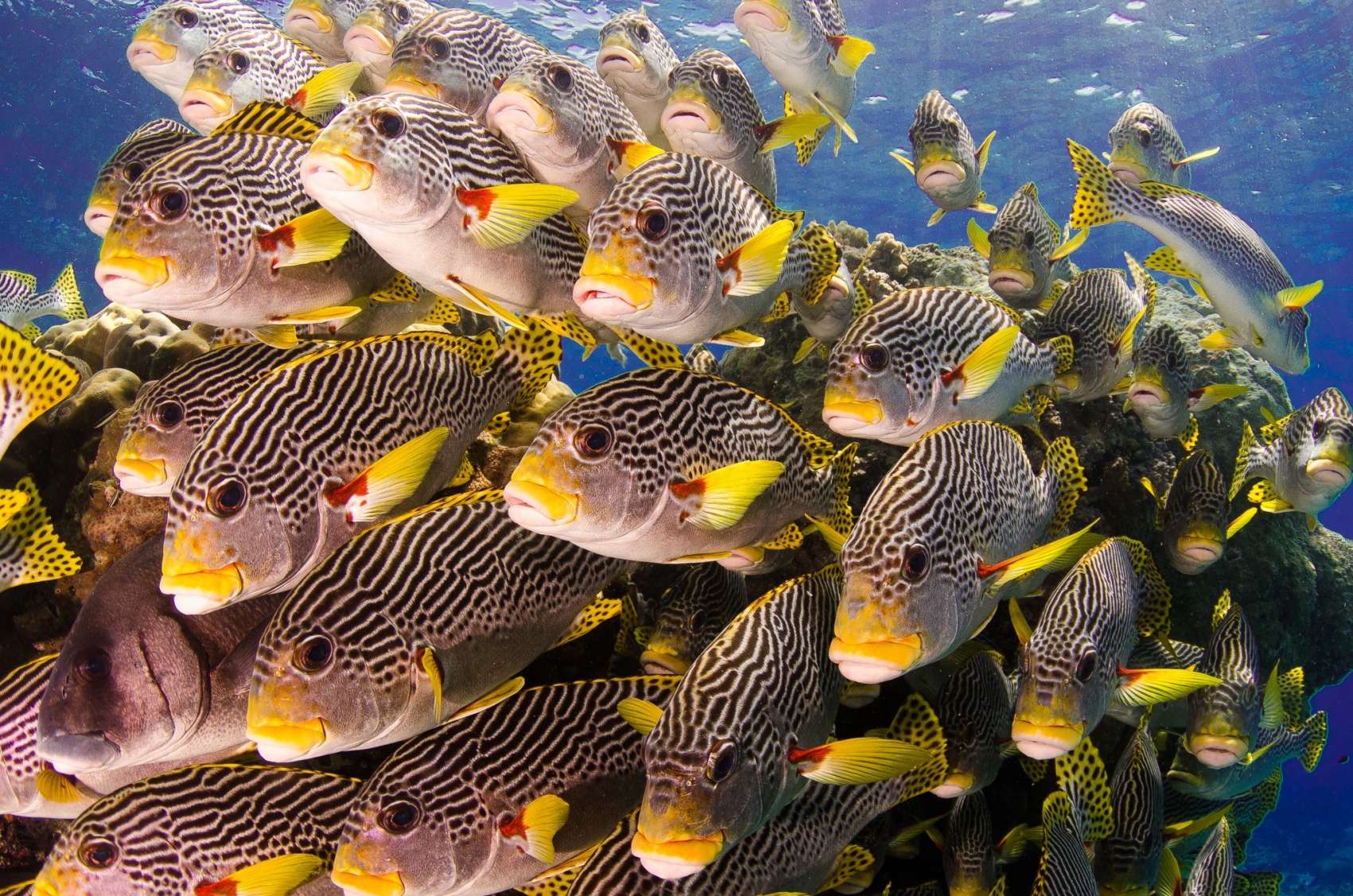 See the Great Barrier Reef from glass-bottomed boat viewing, semi-submersibles and educational trips, cruise ship tours