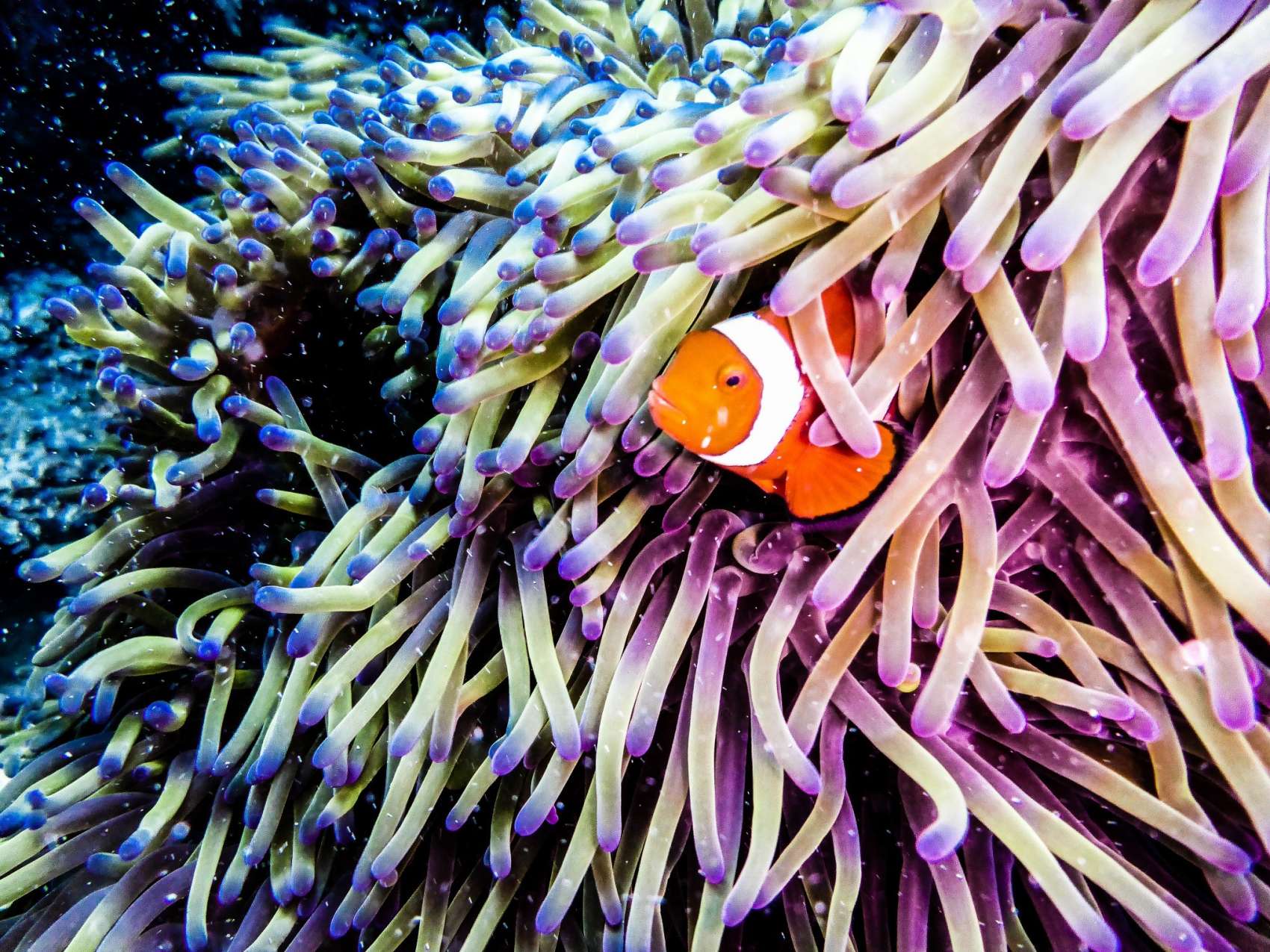 Great Barrier Reef clown fish
