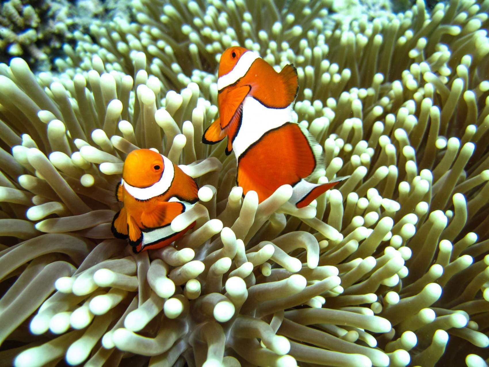 Great Barrier Reef two clown fish