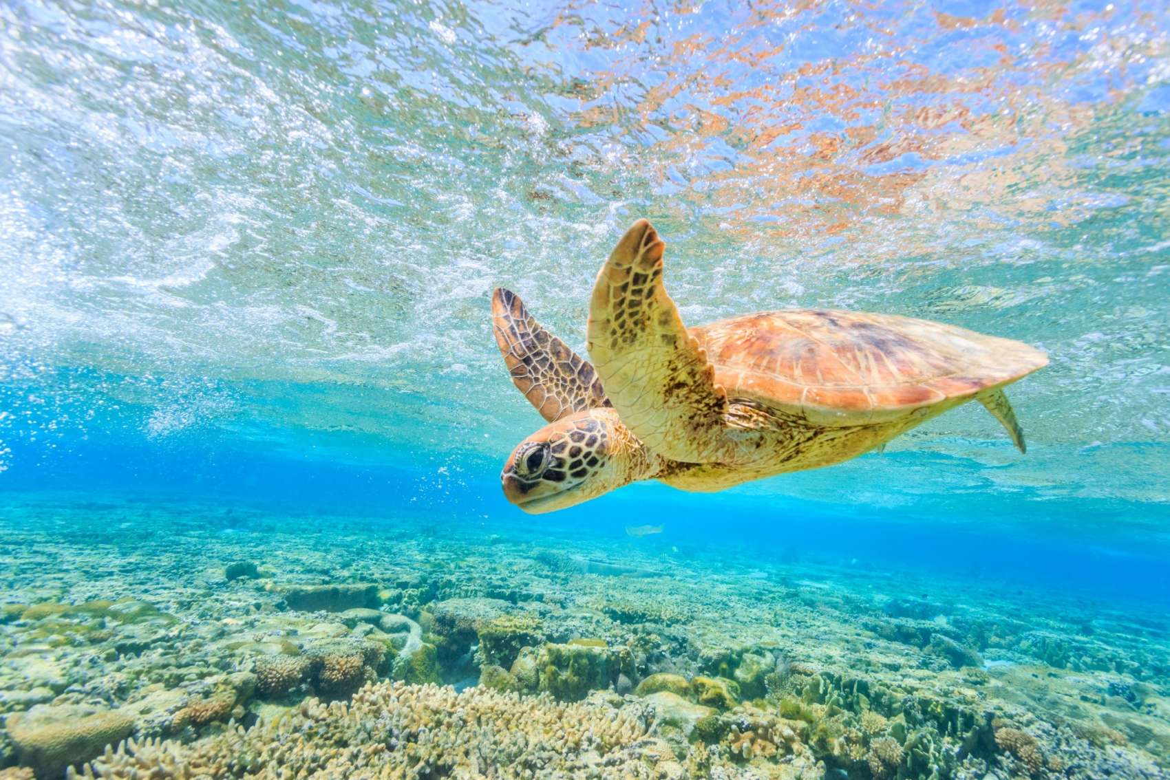 Great Barrier Reef has an abundance of marine life