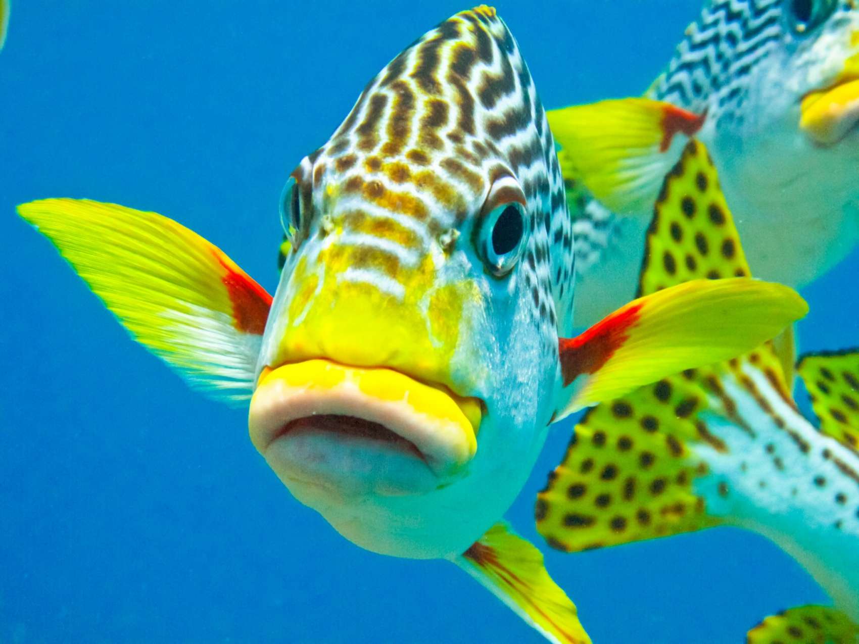 Great Barrier Reef tropical fish